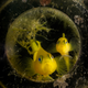 Illustration for article titled 2018s Award-Winning Ocean Photos Will Transport You to Another Planet
